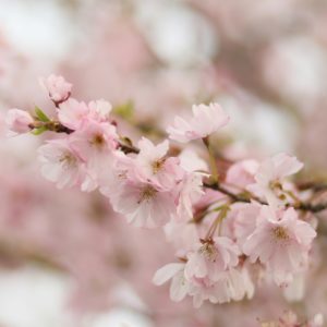 PRUNUS ‘Accolade’ – Pink Flowering Cherry