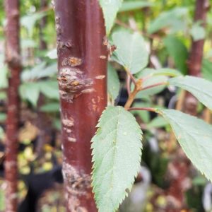 PRUNUS serrula – Paperbark Cherry