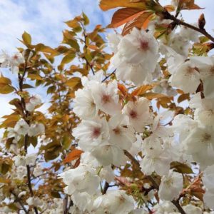 PRUNUS serrulata ‘Tai Haku’ – Great White Cherry