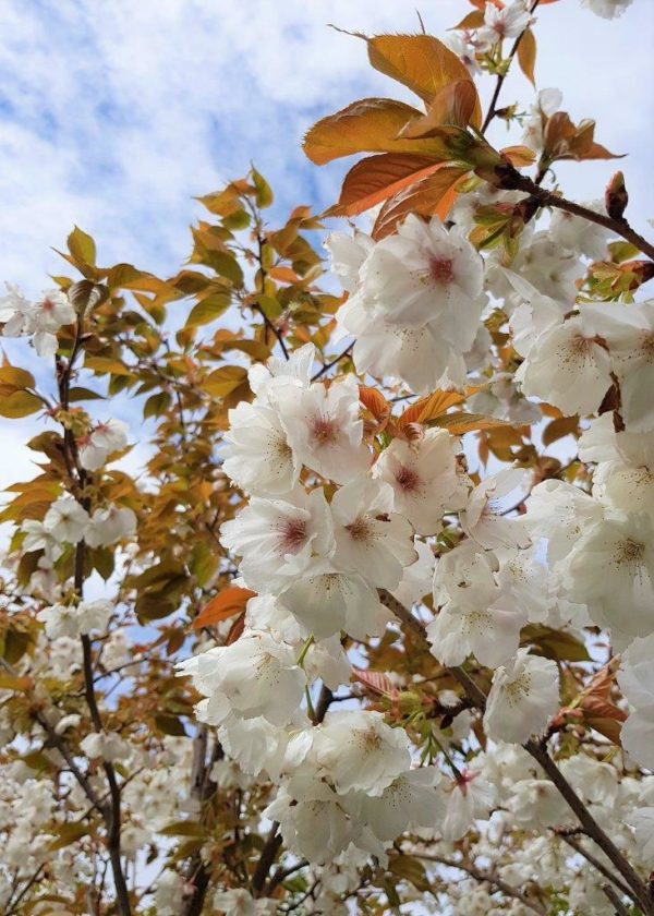PRUNUS serrulata 'Tai Haku' - Great White Cherry