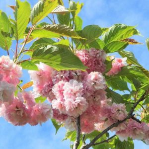 PRUNUS serrulata Pink Perfection – Upright Pink Cherry