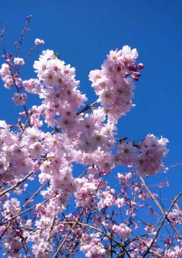 PRUNUS subhirtella autumnalis 'Southern Gem' - Flowering Cherry