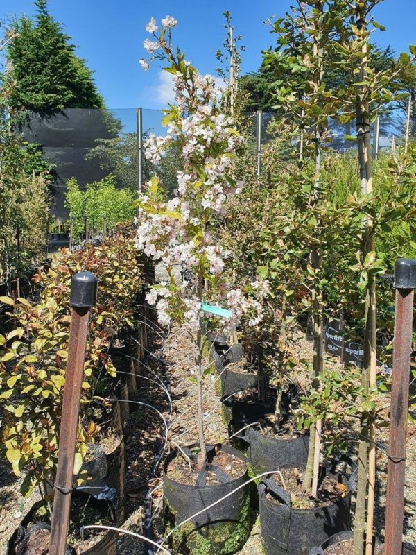 PRUNUS serrulata Amanogawa - Narrow Flowering Cherry
