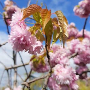 PRUNUS serrulata Kiku Shidare Sakura – Pink Weeping Cherry