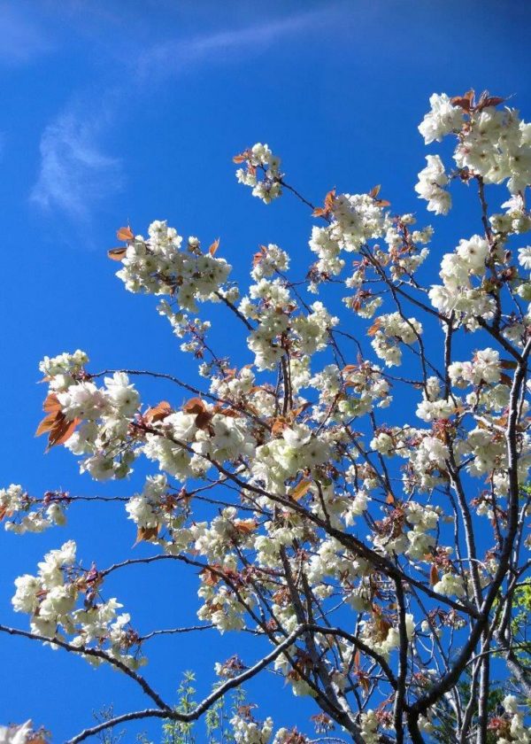 PRUNUS serrulata 'Ukon' - Flowering Cherry