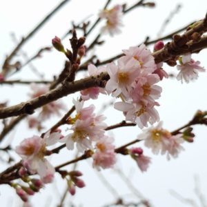 PRUNUS subhirtella autumnalis ‘Southern Gem’ – Flowering Cherry