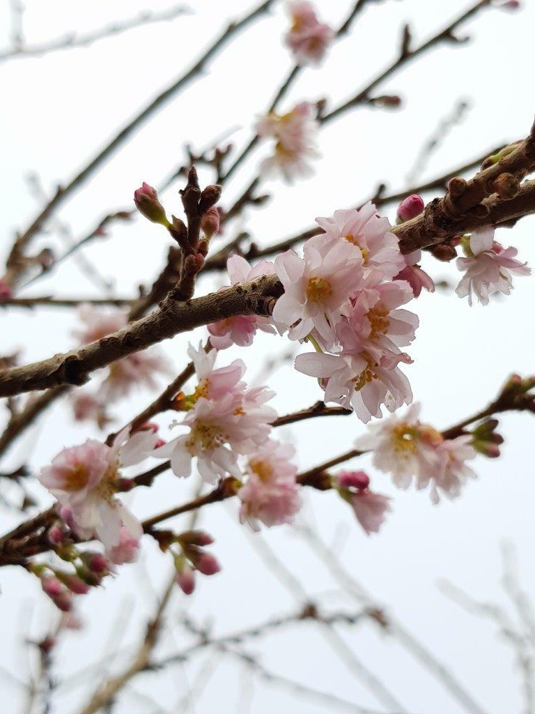 PRUNUS subhirtella autumnalis 'Southern Gem' - Flowering Cherry