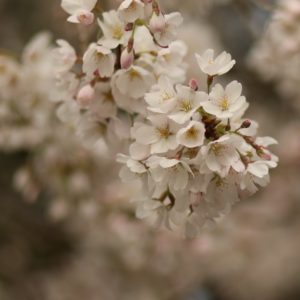 PRUNUS Yedoensis Cherry Blossom Tree – Yoshino or Tokyo Cherry
