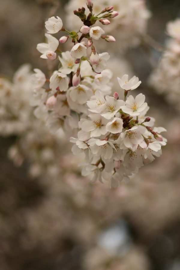 PRUNUS yedoensis - Yoshino or Tokyo Cherry