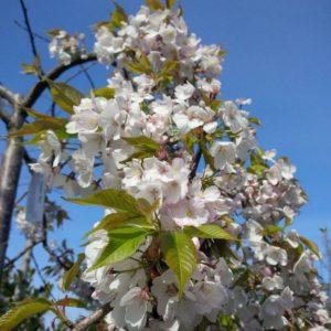 PRUNUS yedoensis ‘Perpendens’ – Weeping Yoshino Cherry