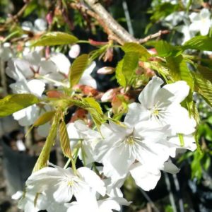 PRUNUS yedoensis Shidare Yoshino – White Weeping Cherry