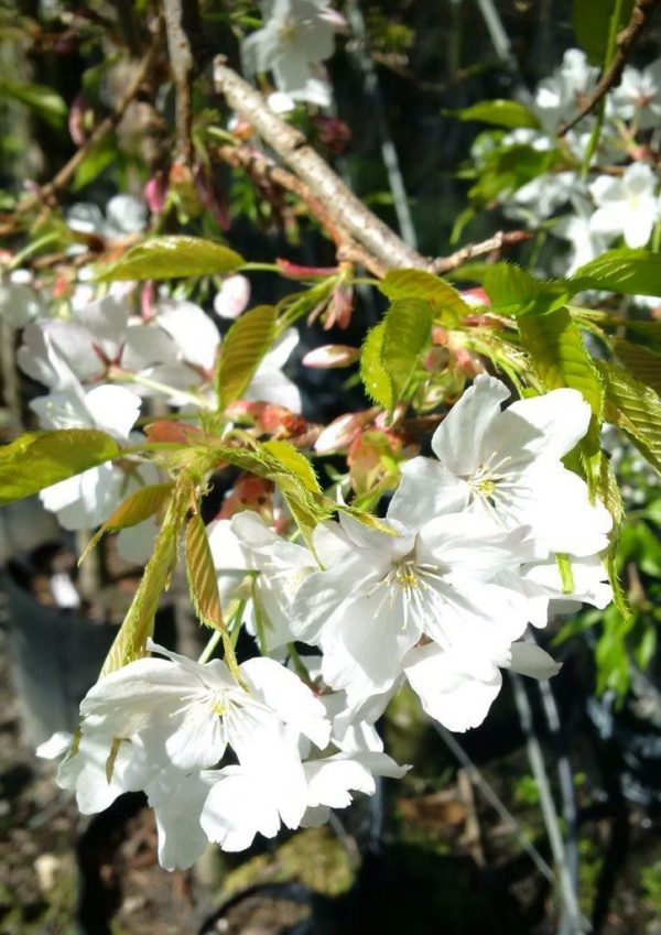 PRUNUS yedoensis Shidare Yoshino - White Weeping Cherry