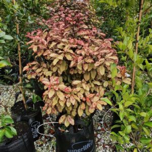 PSEUDOWINTERA colorata – Native Pepper Tree
