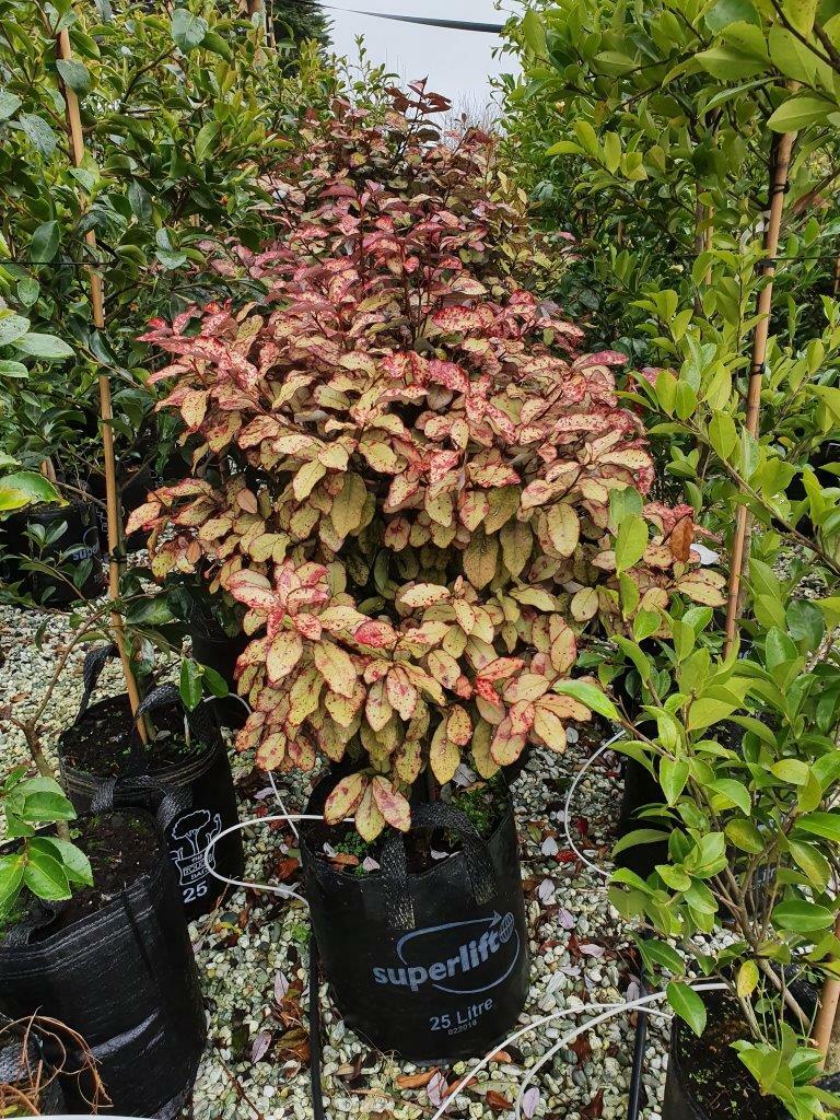 PSEUDOWINTERA colorata - Native Pepper Tree