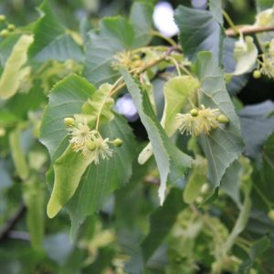 TILIA cordata – Small Leaved Lime