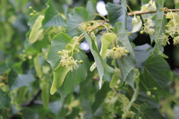 TILIA cordata - Small Leaved Lime