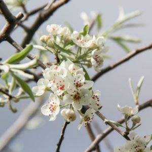 PYRUS salicifolia ‘Pendula’ – Weeping Silver Pear
