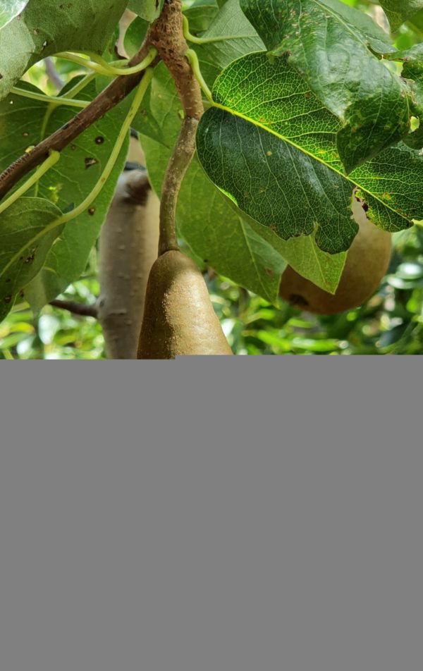 PEAR Beurre Bosc/Packham Triumph/Taylors Gold - Fruiting Pear