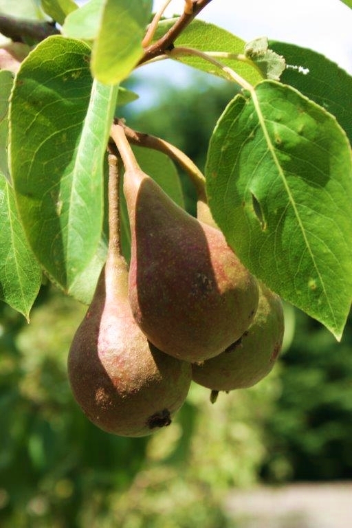 PEAR Beurre Bosc/Packham Triumph/Taylors Gold - Fruiting Pear