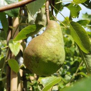 PEAR Beurre Bosc/Packham Triumph/Taylors Gold – Fruiting Pear