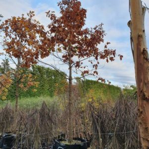 QUERCUS canariensis – Mirbeck Oak