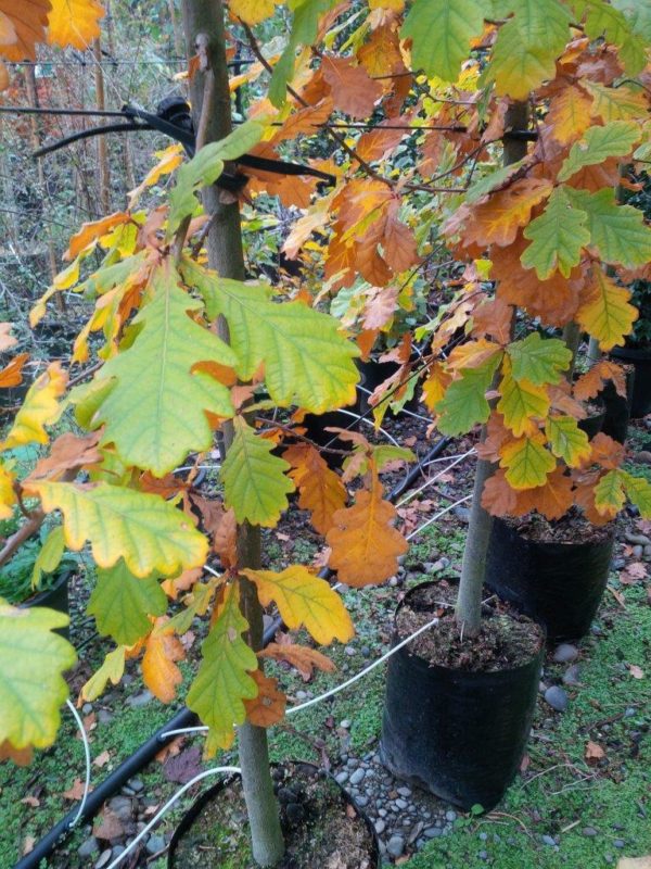 QUERCUS canariensis - Mirbeck Oak