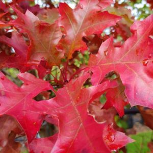 QUERCUS coccinea – Scarlet Oak