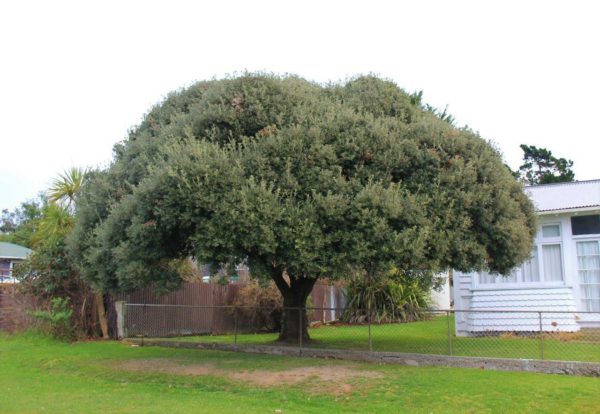 QUERCUS ilex - Evergreen Holm Oak