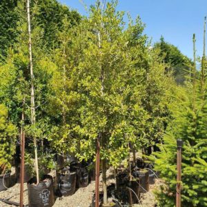 QUERCUS ilex – Evergreen Holm Oak