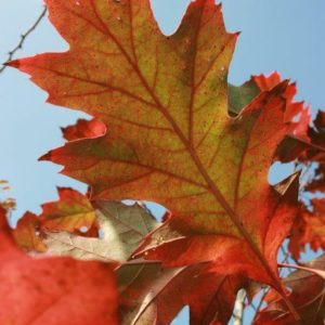 QUERCUS rubra – Red Oak