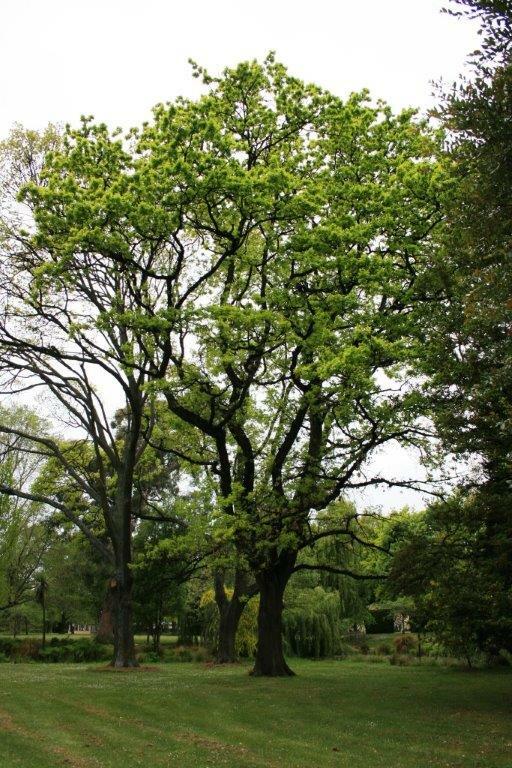 QUERCUS robur 'Petraea' - Sessile Oak