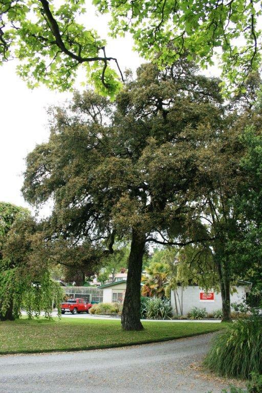 QUERCUS suber - Evergreen Cork Oak