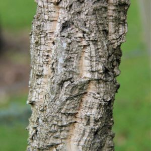 QUERCUS suber – Evergreen Cork Oak