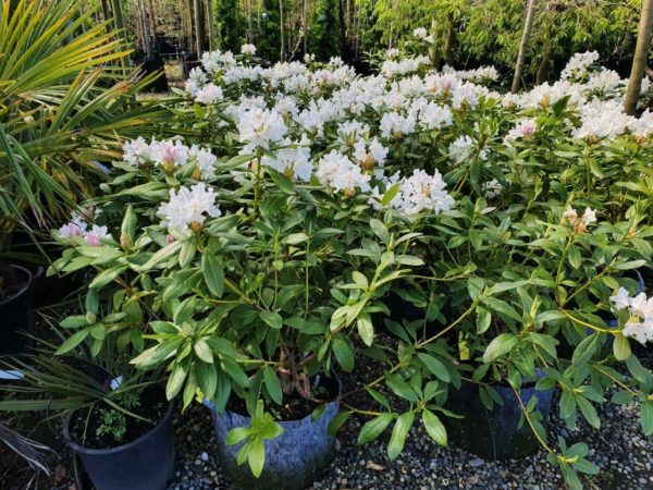 Rhododendron maximum (Great laurel)