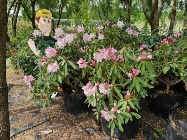 Rhododendron brachycarpum - Trees and Shrubs