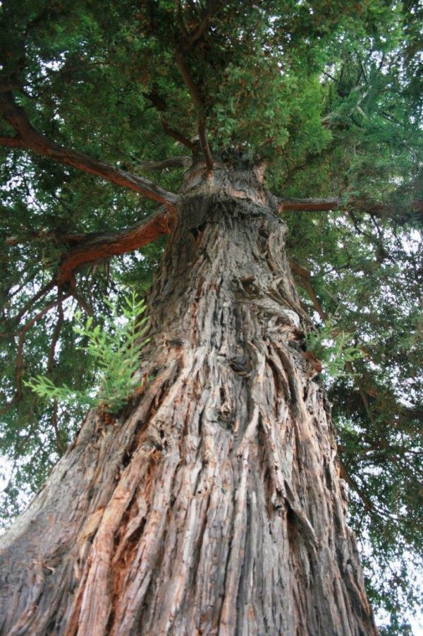 SEQUOIA sempervirens - Californian Redwood