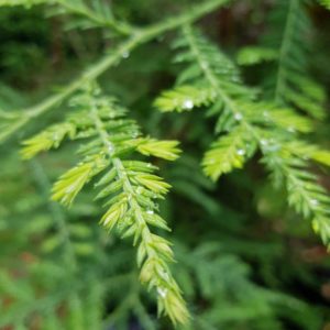 SEQUOIA sempervirens – Californian Redwood