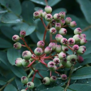 SORBUS hupehensis – Pink Berry Rowan or Mountain Ash