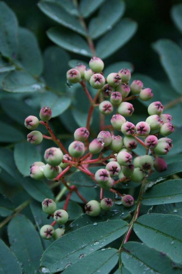 SORBUS hupehensis - Pink Berry Rowan or Mountain Ash