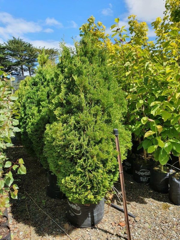 THUJA occidentalis Holmstrup - Compact Conifer