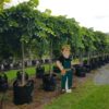 ULMUS glabra 'Pendula' - Weeping Elm