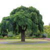 ULMUS glabra 'Pendula' - Weeping Elm