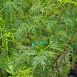 ACER palmatum dissectum ‘Seiryu’ – Lace Leaf Japanese Maple
