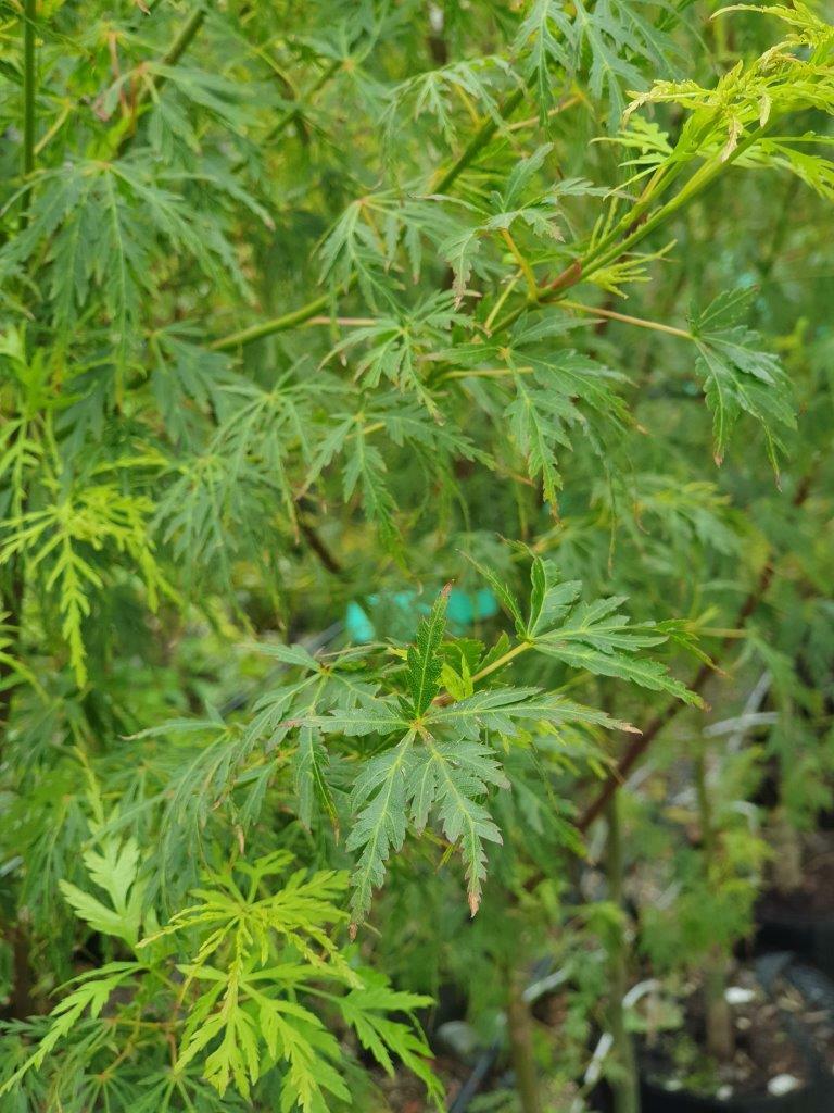 ACER palmatum 'Seiryu' - Lace-Leaf Japanese Maple