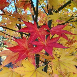 ACER palmatum ‘Tsumagaki’ – Japanese Maple