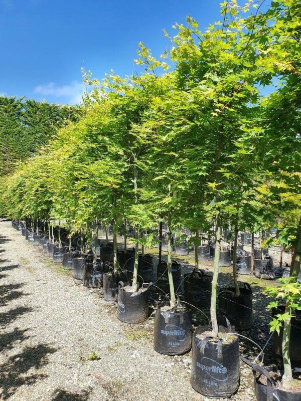 ACER palmatum 'Tsumagaki' - Japanese Maple