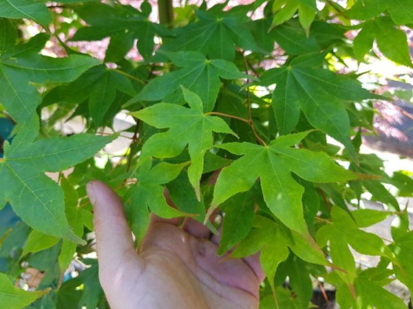 ACER palmatum 'Tsumagaki' - Japanese Maple