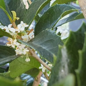 OSMANTHUS fragrans – Sweet Olive