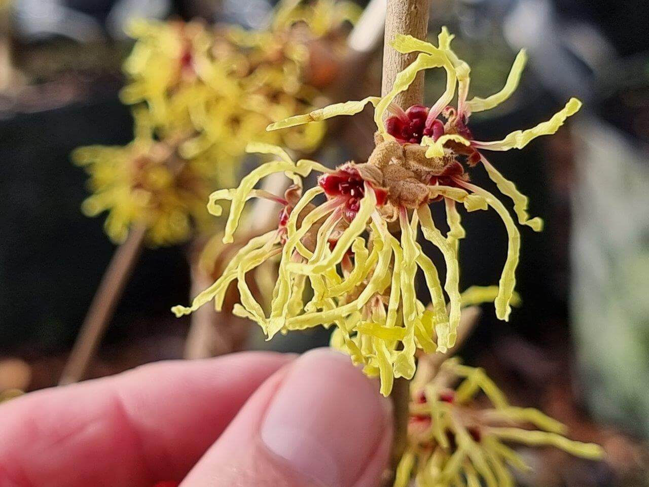 Read more about the article HAMAMELIS – Winter FLOWERING Hazel – 26th July 2021