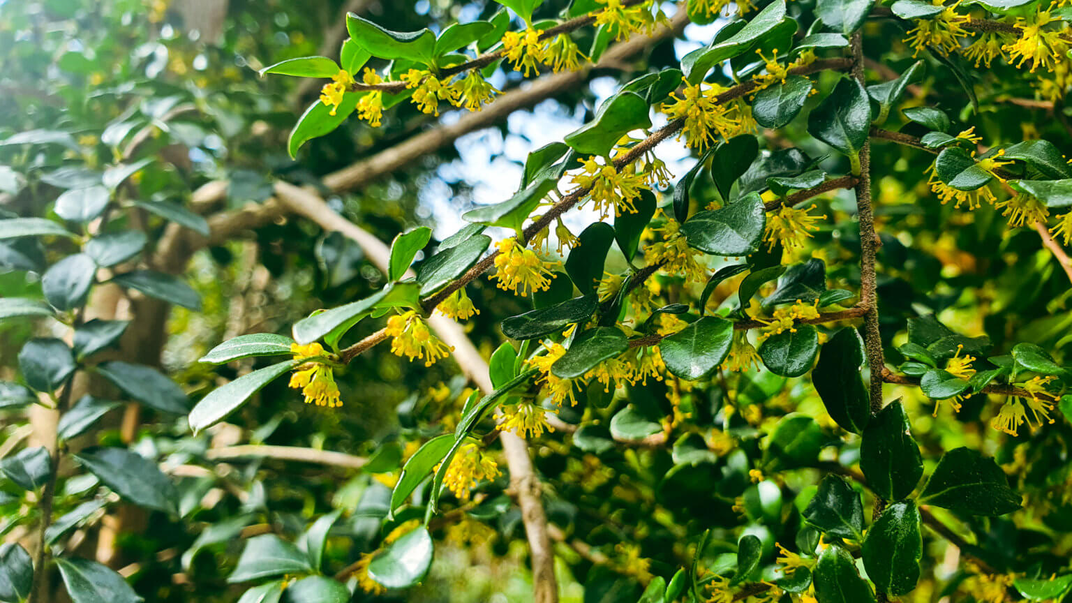Read more about the article AZARA microphylla – Scented Vanilla or Chocolate Tree 🍫 – 30th August 2021
